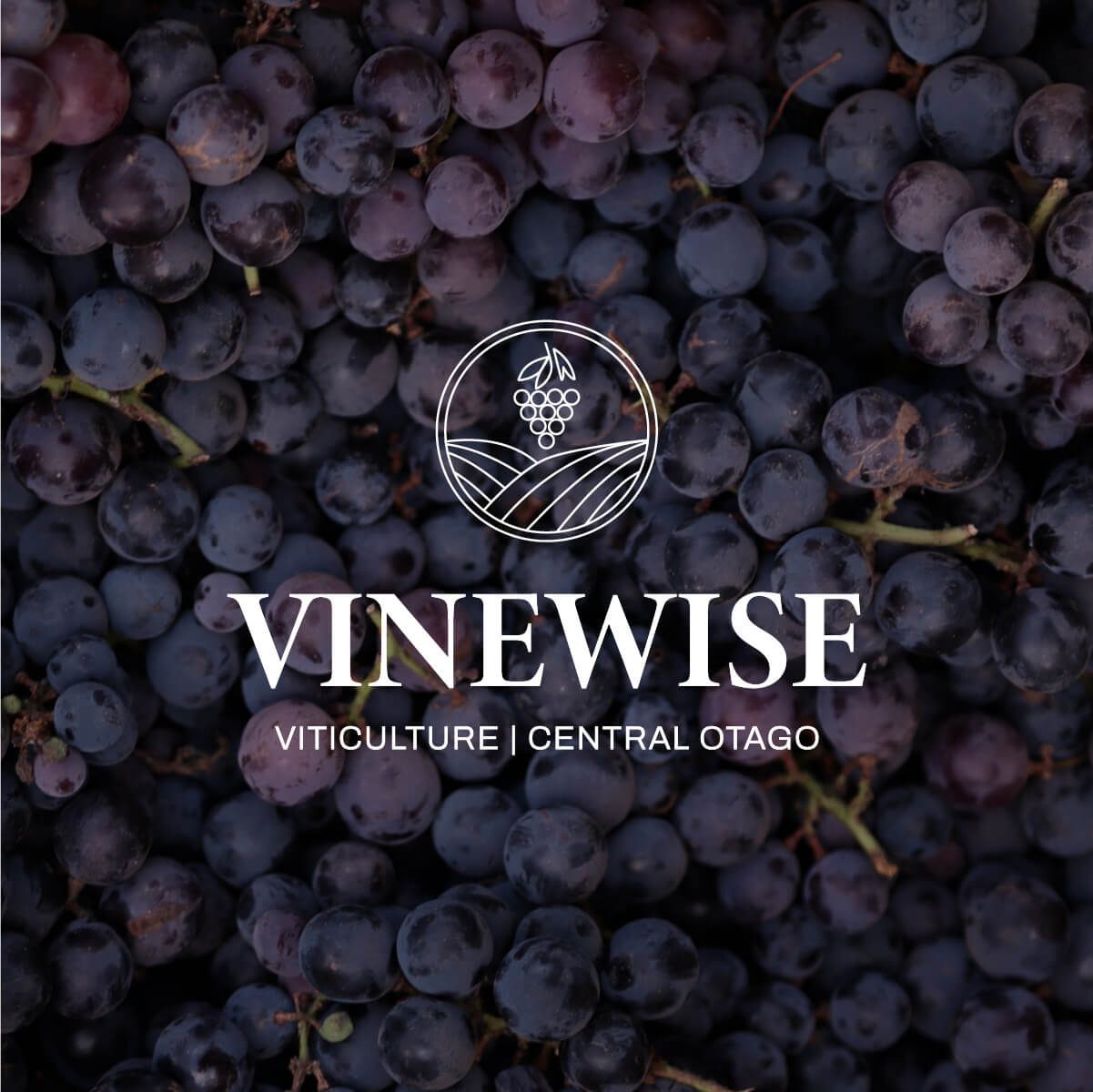 Vinewise Branding